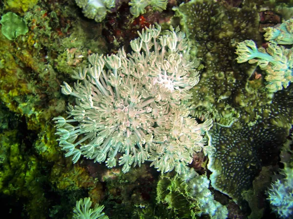 软珊瑚生长在2012年1月6日的菲利皮诺海 — 图库照片