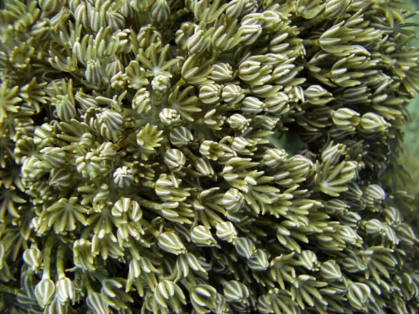 Coral Grows Filipino Sea December 2009 — Stock Photo, Image