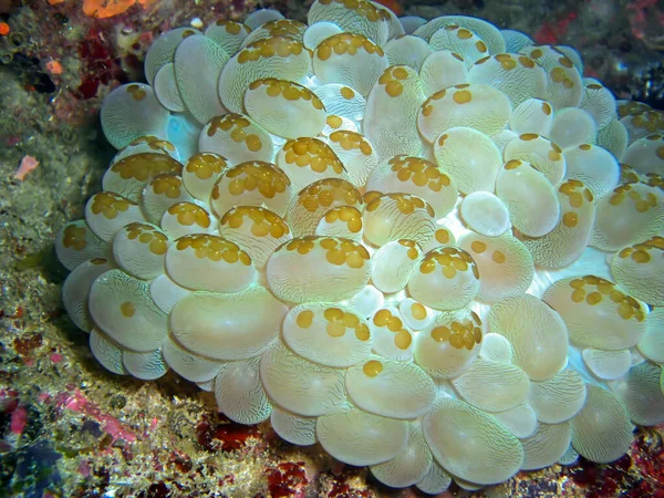 Bubble Coral Plerogyra Sinuosa Groeit Grond Filipijnse Zee Februari 2010 — Stockfoto