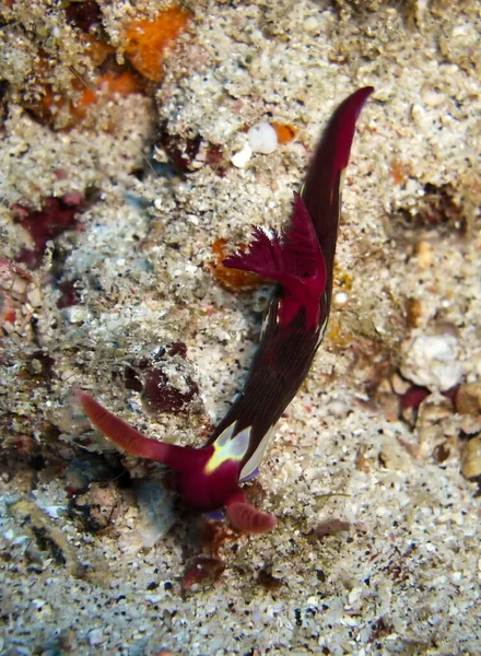 Nudibranch Sea Slug Nembrotha Purpureo Lineata Ziemi Morzu Filipińskim Grudnia — Zdjęcie stockowe