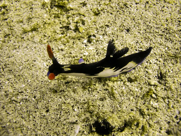 Naaktslak Nembrotha Purpureo Lineata Grond Filipijnse Zee Februari 2010 — Stockfoto