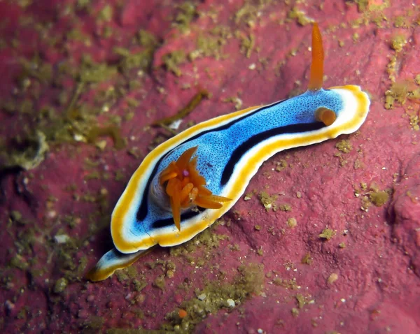 Nudibranchia Sea Slug Hypselodoris Quadricolor Terra Nel Mare Filippino Febbraio — Foto Stock