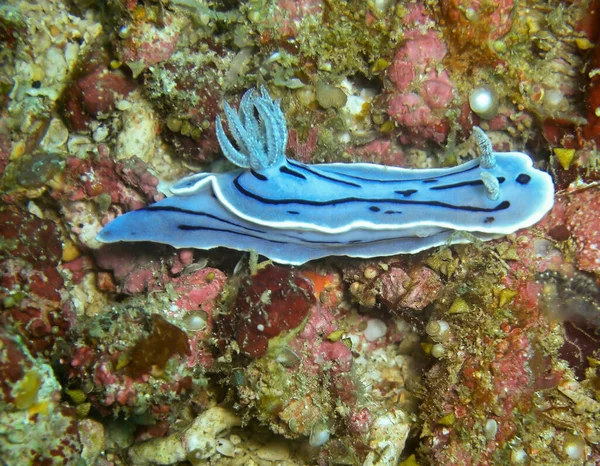 Nudibranch Sea Slug Chromodoris Willani Terra Nel Mare Filippino Febbraio — Foto Stock