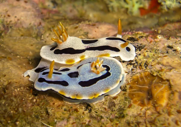 Nudibranch Sea Slug Chromodoris Lochi Terra Nel Mare Filippino Dicembre — Foto Stock