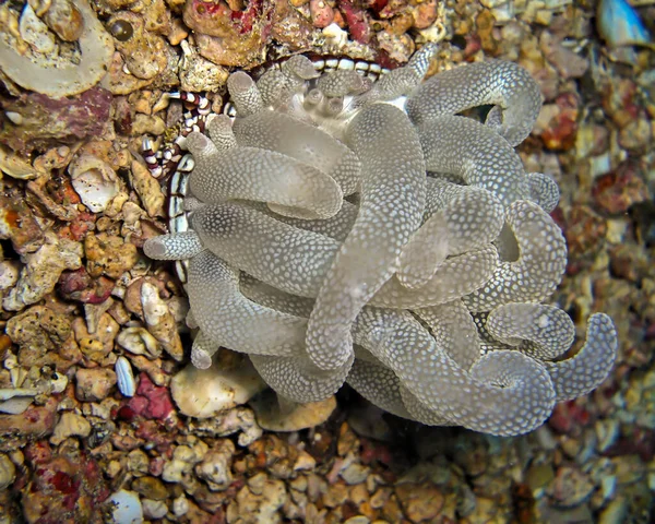 2009年11月28日 螃蟹正坐在菲利皮诺海的一条海葵上 — 图库照片