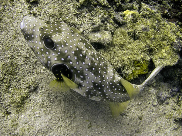 Pesce Palla Sconosciuto Arothron Nuota Nel Mare Filippino Febbraio 2010 — Foto Stock