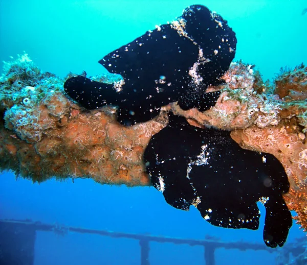 Zwarte Kikkervis Antennarius Commersoni Fround Filipijnse Zee November 2009 — Stockfoto