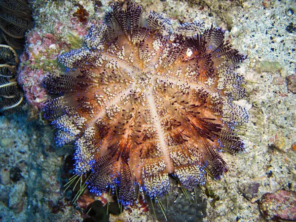 Sea Urchin Filipino Sea Грудня 2009 — стокове фото