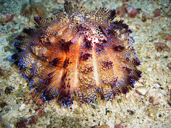 Ocak 2010 Filipinler Denizinde Urchin — Stok fotoğraf