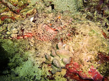 Tasseled Scorpionfish (Scorpaenopsis Oxycephala), 5 Ocak 2012 tarihinde Filipinler 'de,