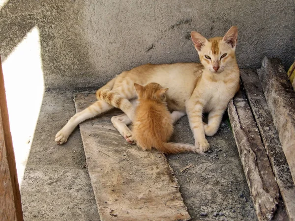 Yavru kedi ve annesi 1 Kasım 2009 'da Filipinler' de