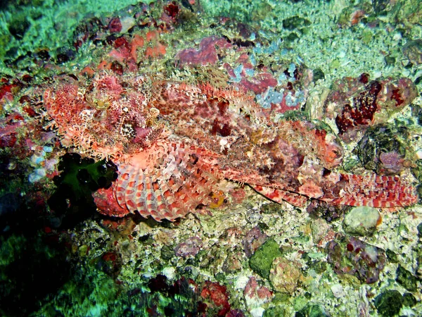 Tasseled Skorpióhal Scorpaenopsis Oxycephala Földön Fülöp Szigeteki Tengeren Április 2009 — Stock Fotó