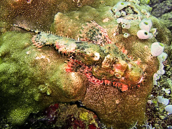 Tasseled Scorpionfish Scorpaenopsis Oxycephala Suelo Mar Filipino Enero 2012 — Foto de Stock