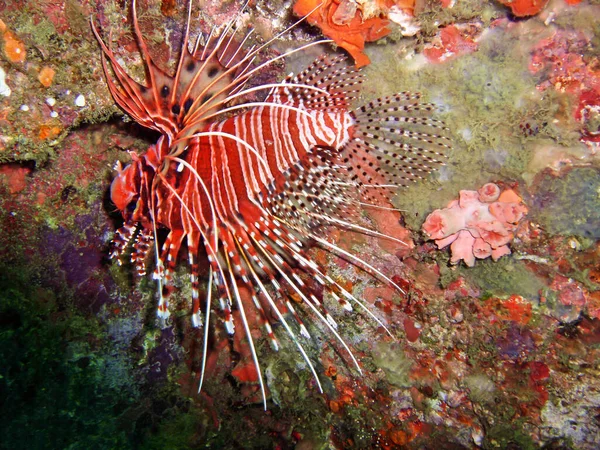 Червона Рибка Pterois Volitans Землі Морі Філіпіно Квітня 2009 Року — стокове фото