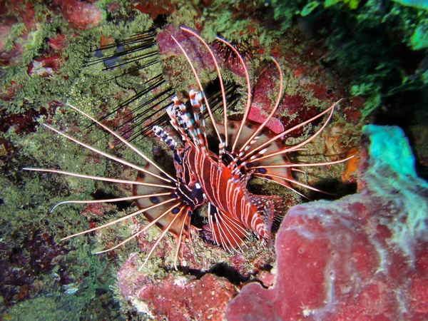 Pesce Leone Rosso Pterois Volitans Terra Nel Mare Filippino Aprile — Foto Stock