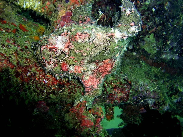 Frogfish Antennarius Chão Mar Filipino Abril 2009 — Fotografia de Stock