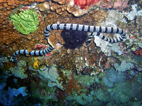 Banded Sea Krait Laticauda Colubrina Zemi Filipínském Moři Dubna 2009 — Stock fotografie