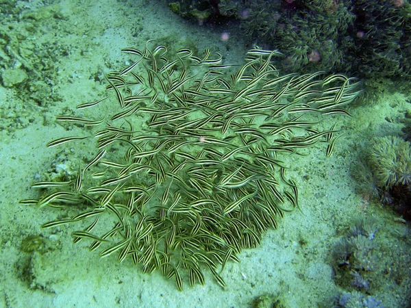 Schwarm Unbekannter Fische Boden Philippinischen Meer Januar 2012 — Stockfoto