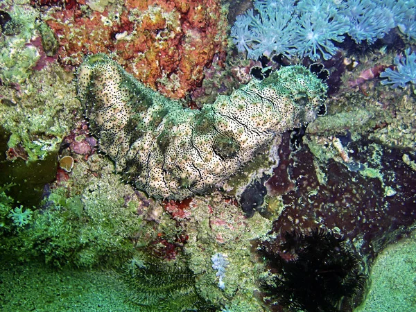 Sea Cucumber Ground Filipino Sea January 2012 — Stock Photo, Image