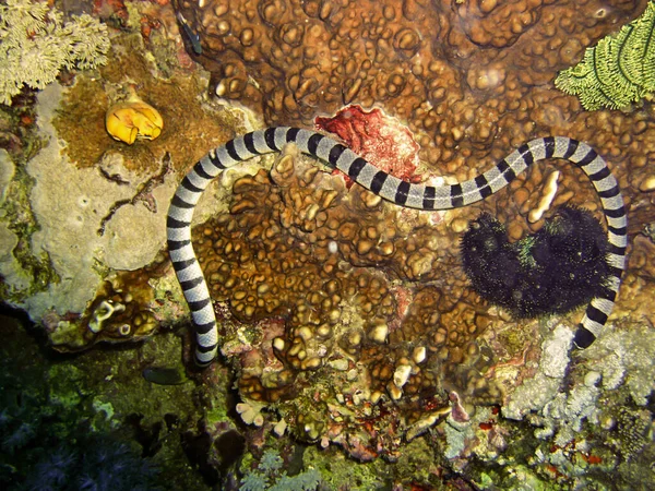 Banded Sea Krait Laticauda Colubrina Nisan 2009 Filipinler Karada — Stok fotoğraf