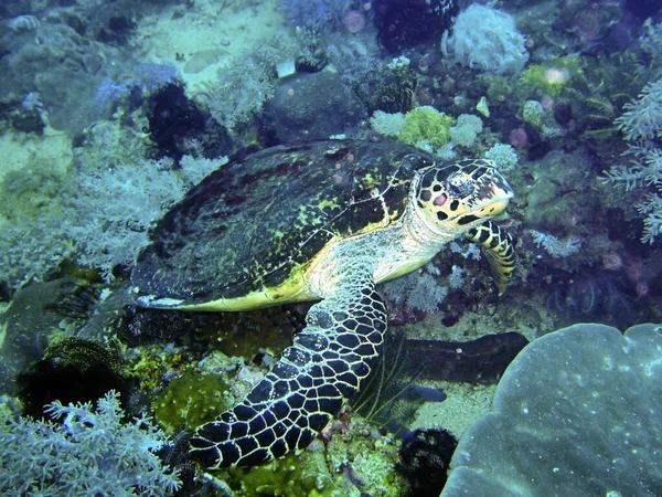 Zeeschildpad Chelonia Grond Filipijnse Zee Januari 2012 — Stockfoto