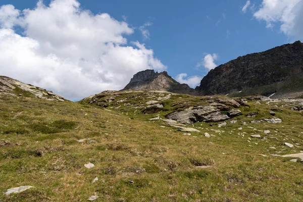 Vals Szwajcaria Sierpnia 2021 Świeża Łąka Alpach Słoneczny Dzień — Zdjęcie stockowe