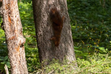 Arosa, İsviçre, 15 Ağustos 2021 Ormanda yiyecek arayan bir sincap.