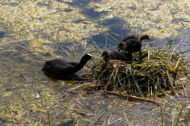 Arosa, İsviçre, 15 Ağustos 2021 Yuvadaki yavru öküzler annelerinden taze gıdalar haline geliyorlar