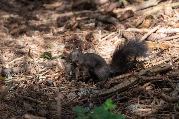 스위스 아로사 2015 속에서 먹이를 다람쥐를 발견하다 — 스톡 사진