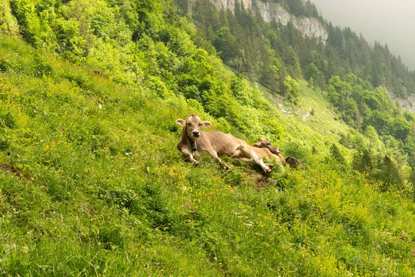 Appenzell Switzerland June 2021 Cow Relaxed Lying Green Meadow Mountains — Stock Photo, Image