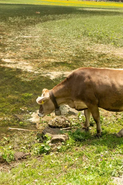 Appenzell Suíça Junho 2021 Vaca Encantadora Baía Seealpsee Prado Verde — Fotografia de Stock