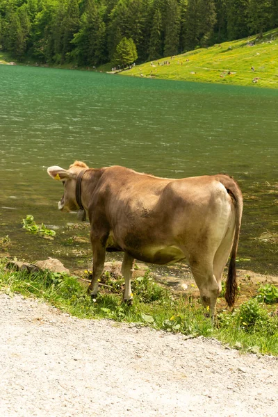 Appenzell Szwajcaria Czerwca 2021 Urocza Krowa Zatoce Seealpsee Świeżej Zielonej — Zdjęcie stockowe