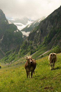 Appenzell, İsviçre, 13 Haziran 2021 İnanılmaz bir dağ manzarasının önünde inekler bir tarlada duruyorlar.