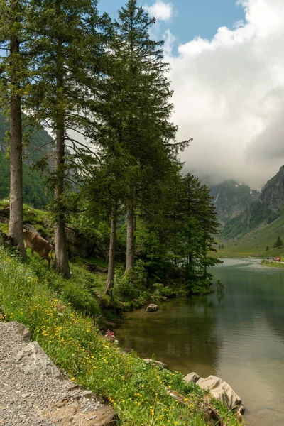 スイス 付録2021年6月13日曇りの日に背景に雄大な山々とかなりのシープ — ストック写真