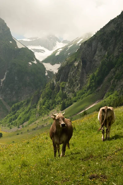 Appenzell Switzerland June 2021 Cows Standing Field Front Incredible Mountain — Stock Photo, Image