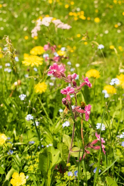 Appenzell Suíça Junho 2021 Campo Com Diferentes Flores Coloridas Nos — Fotografia de Stock