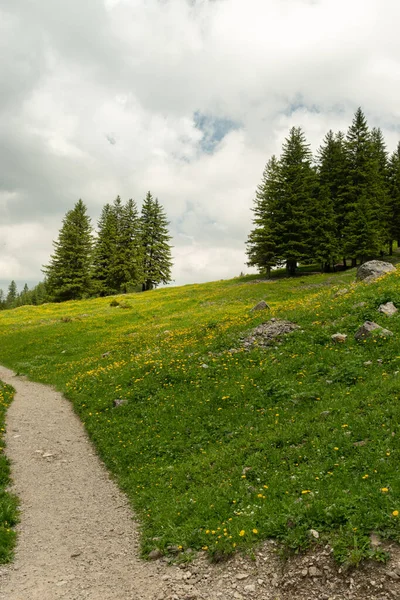 Appenzell Suíça Junho 2021 Flores Árvores Prado Nas Montanhas — Fotografia de Stock