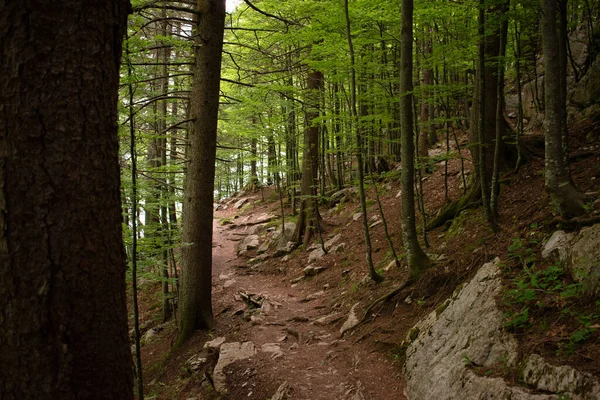 Appenzell Switzerland June 2021 Small Hiking Trail Green Forest — Stock Photo, Image