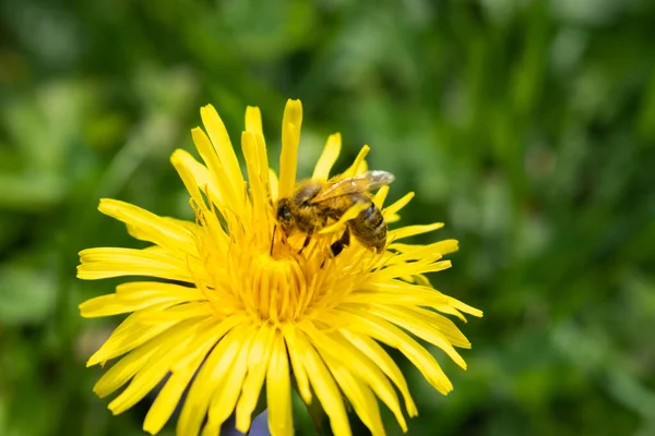 Appenzell Switzerland June 2021 Bee Blossom Yellow Dandelion Fresh Green — Stock Photo, Image