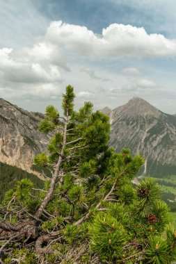 Sareis, Lihtenştayn, 20 Haziran 2021 Alp manzarasında yetişen yeşil köknar ağaçları