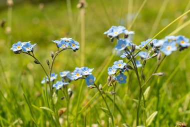 Sareis, Lihtenştayn, 20 Haziran 2021 Alplerdeki bir çayırda küçük mavi çiçekler