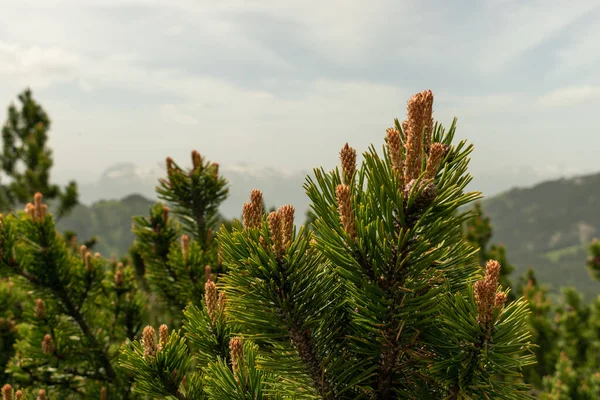 Sareis Liechtenstein Czerwca 2021 Zielone Jodły Rosnące Alpejskiej Scenerii — Zdjęcie stockowe