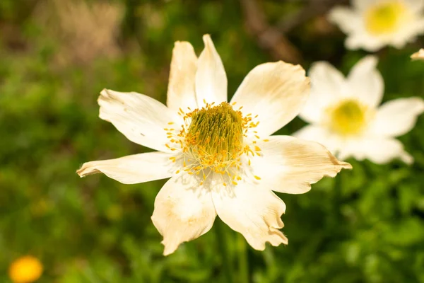 Sareis Liechtenstein Czerwca 2021 Piękny Biały Kwiat Łące Górach — Zdjęcie stockowe