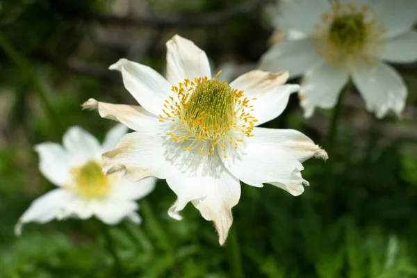 Sareis Liechtenstein Czerwca 2021 Piękny Biały Kwiat Łące Górach — Zdjęcie stockowe
