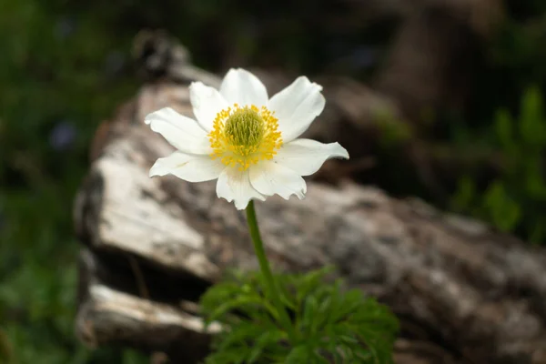 Sareis Liechtenstein Czerwca 2021 Piękny Kwiat Łące Alpach — Zdjęcie stockowe