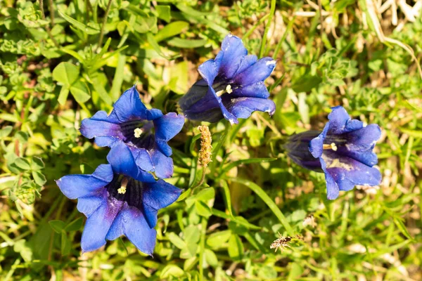 Sareis Liechtenstein Juni 2021 Blom Blå Enziansk Blomma Äng Alperna — Stockfoto