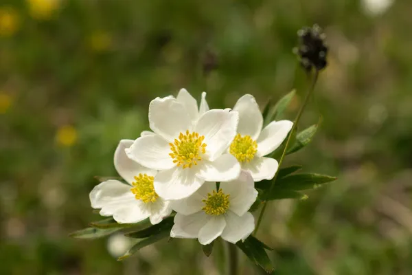 Sareis Liechtenstein Czerwca 2021 Kwitnie Mały Biały Kwiat Łące Alpach — Zdjęcie stockowe