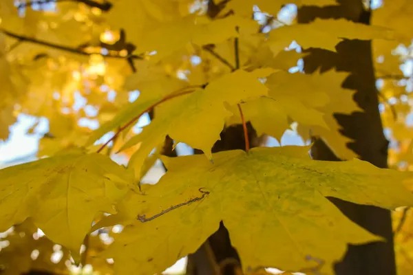 Schaan Liechtenstein Octobre 2021 Paysage Automne Avec Des Feuilles Colorées — Photo