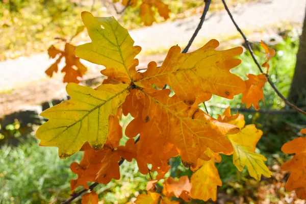 2021年10月27日リヒテンシュタイン州シャーン枝に紅葉の秋の風景 — ストック写真
