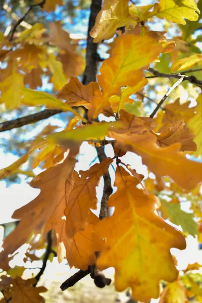 2021年10月27日 列支敦士登沙恩 秋天的风景 枝条上有五彩斑斓的叶子 — 图库照片